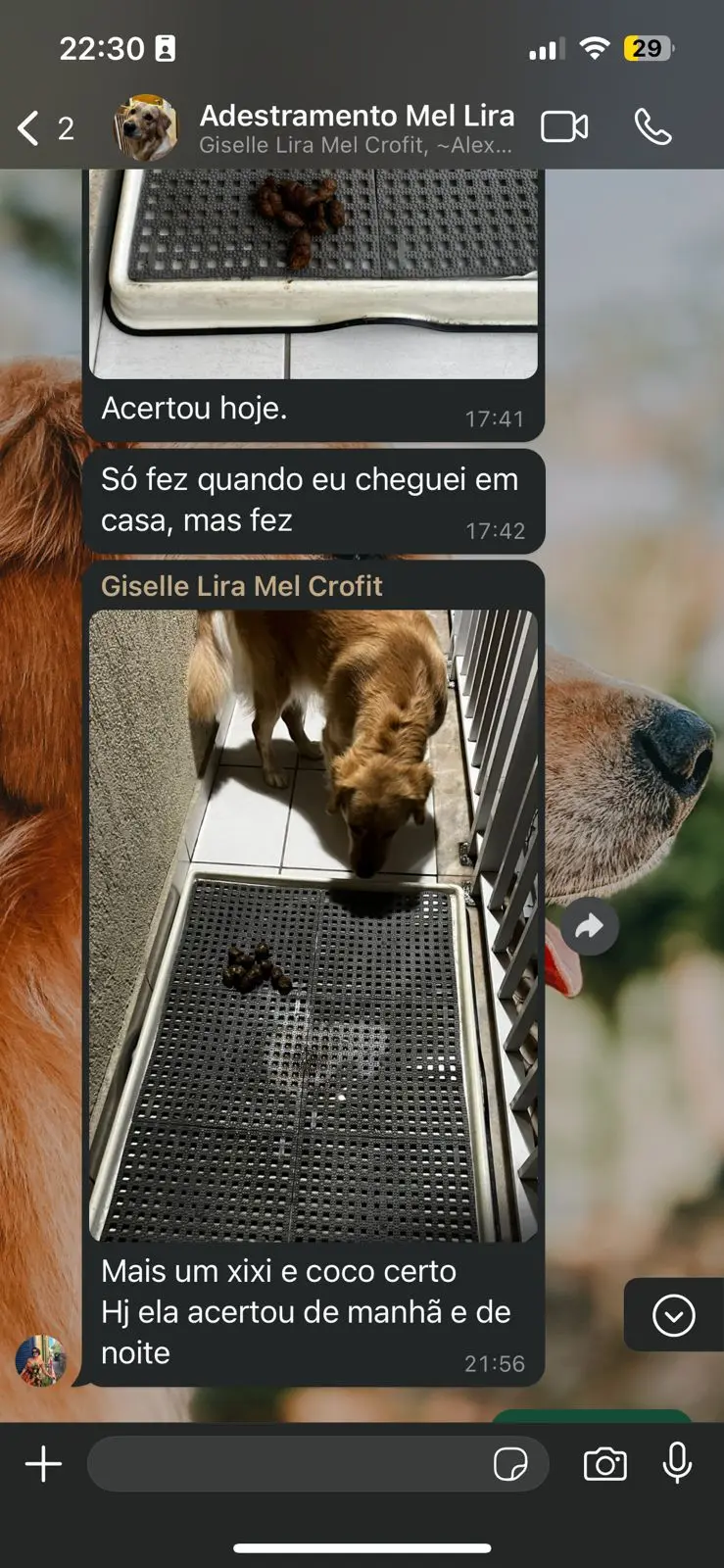 (30) WhatsApp Business (3)